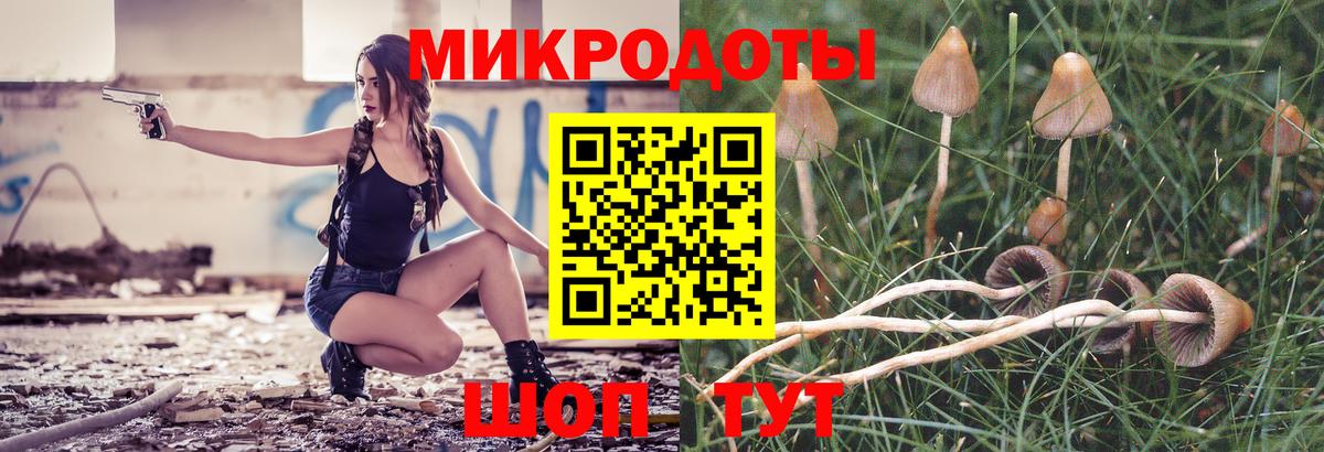 Псилоцибиновые грибы Psilocybe Елец